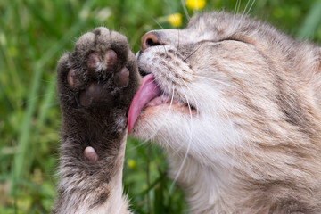 Naklejka na ściany i meble A cat licking its paw lying on the grass