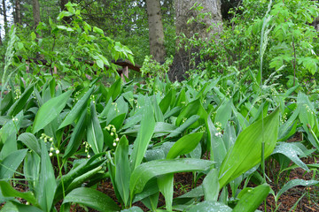 Цветы,растения.