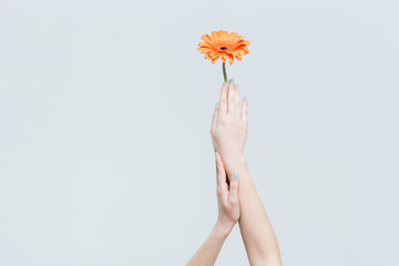 Female hands holding flower