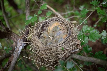Bird's nest.