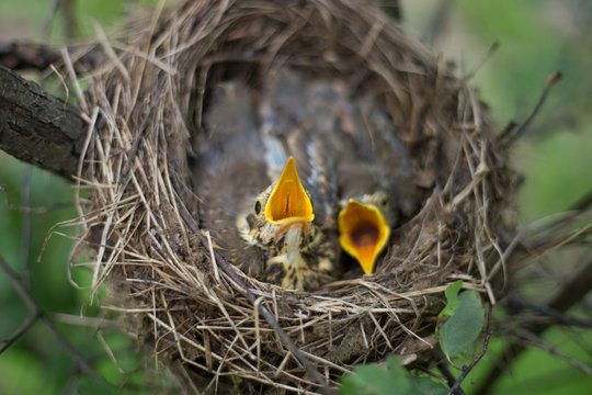 Bird's nest.