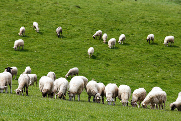 Fototapeta premium Sheep herd in a green meadow. Spring fields and meadows