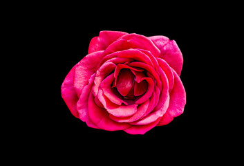 Fototapeta premium Red rose flower isolated on a black background