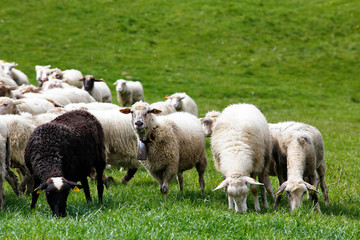 Sheep herd in a green meadow. Spring fields and meadows