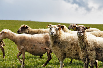 Sheep herd in a green meadow. Spring fields and meadows