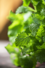 Green fresh melissa