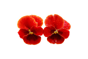 Red pansies after the rain isolated on a white background.