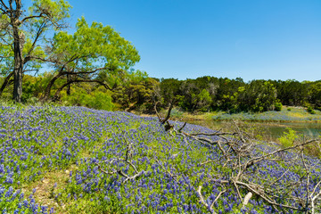 Bluebonnets