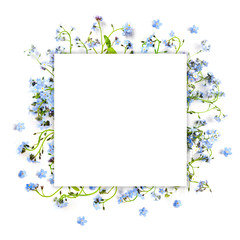 Forget-me-not blue forest flowers - nature square background