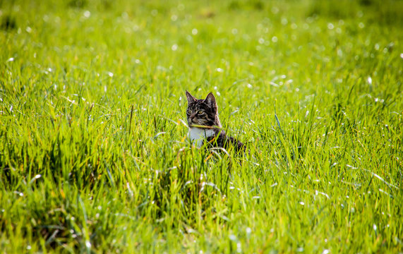 Zeckenzeit, Katze sitzt im hohen Gras im Sonnenlicht und jagd M&auml;use