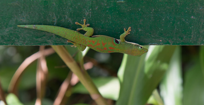 Madagascar, lizard