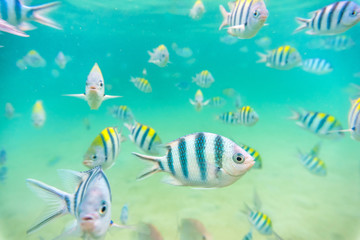 Fototapeta na wymiar Sea fish at shallow Seabed