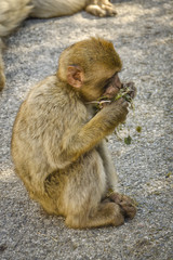 Barbary macaque is eating greenery