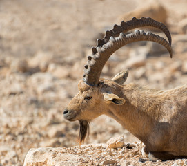 Male of wild goat (Carpa aegagrus) in desert of the Negev, Israel