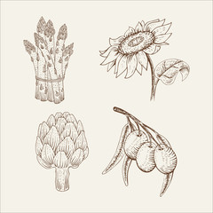 Set of vegetables: sunflower, olive, asparagus, artichoke in woodcut style.