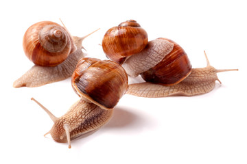 some snails crawling on a white background closeup