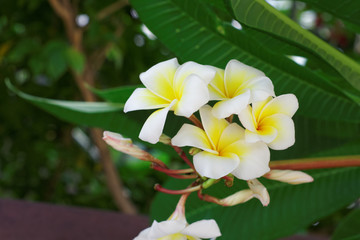 white Plumeria or Frangipani flowers. blossom of tropical tree