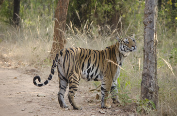 A Female Bengal Tiger.Image taken during a tiger safari at Bandhavgarh national park in the state of Madhya Pradesh in India.Scientific name- Panthera Tigris 