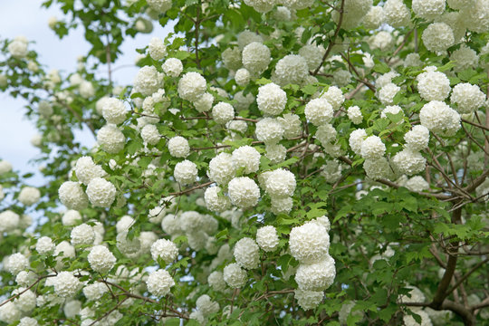 Schneeball, Viburnum, Fr&uuml;hling