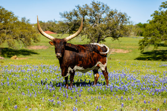 Beautiful longhorn bull