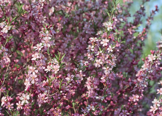 blossoming almond tree with pink flowers