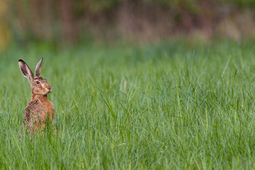 Feldhase