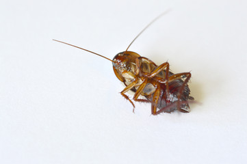 Close-up of brown cockroach