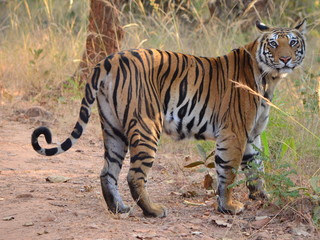 A Female Bengal Tiger.Image taken during a tiger safari at Bandhavgarh national park in the state of Madhya Pradesh in India.Scientific name- Panthera Tigris 