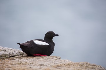 Black Guillemot (Cepphus grylle)