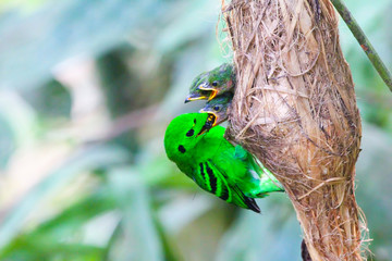 Green Broadbill