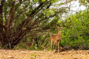 White Tail Doe