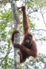 Auburn orangutan caught his long arms to a tree and hanging (Indonesia, Borneo / Kalimantan)