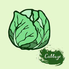 drawn vector cabbage with signature