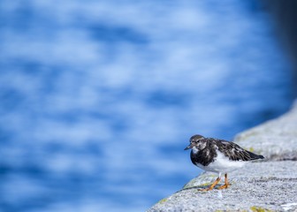 Turnstone (Arenaria interpres)