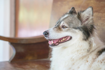 Closeup thailand glass dog breed call bangkaew sitting on blurred wooden chair background