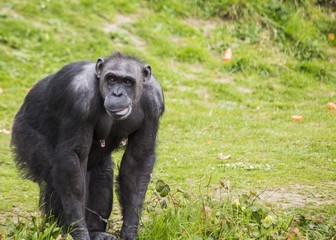 Chimpanzee (Pan troglodytes)