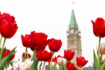 Peace Tower of Parliament building at Ottawa during Ottawa Tulip Festival