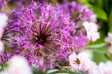 spring violet flowers