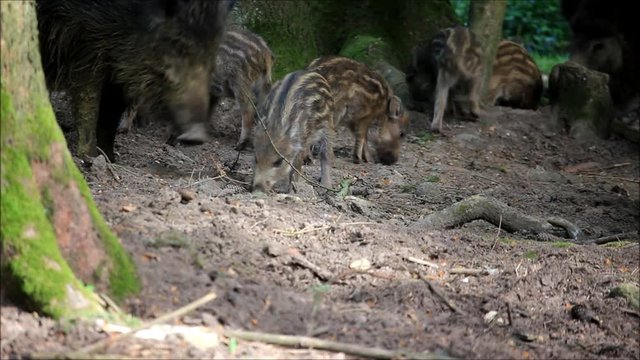 Wildschweine im Fr&uuml;hjahr 