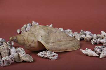 sea shells