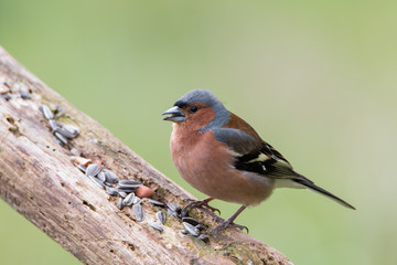 Buchfink Männchen