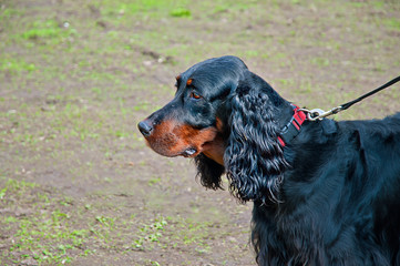 Gordon Setter is standing on the green grass in the park in spring morning, with space for text