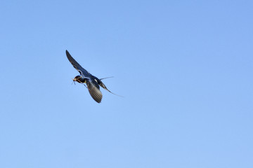 swallow