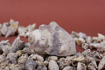 sea shells