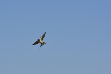 swallow