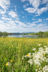 Schönes Allgäu bei Füssen - Blumenwiese mit kleinem See