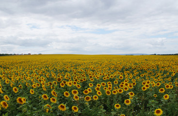 Obraz premium Sonnenblumen