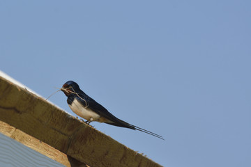 swallow