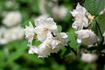 Blooming Philadelphus Virginal. Philadelphus virginalis. Jasmine. Background.