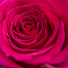 Close up macro of beautiful vibrant red rose